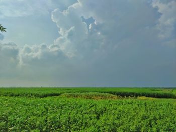 Scenic view of agricultural field against sky