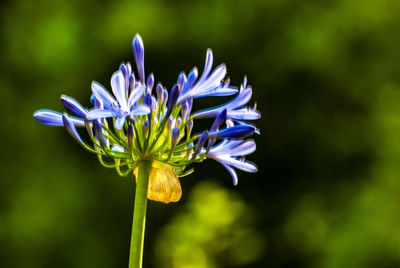 Close-up of purple flowering plant