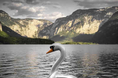View of swan in lake against mountains