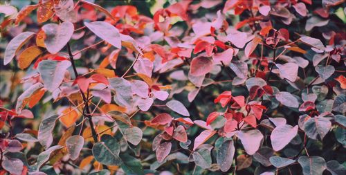 Close-up of maple leaves during autumn