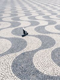 Bird flying over cobbled footpath