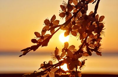 Close-up of plant against sky during sunset