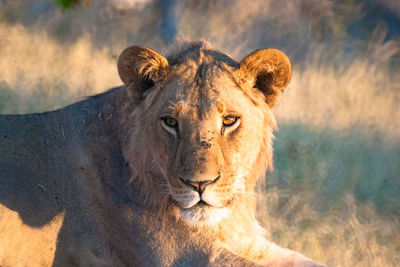 Close-up of a lion