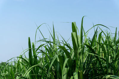 Close-up of crops growing on field against clear sky