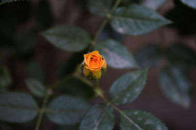 Close-up of insect on leaf