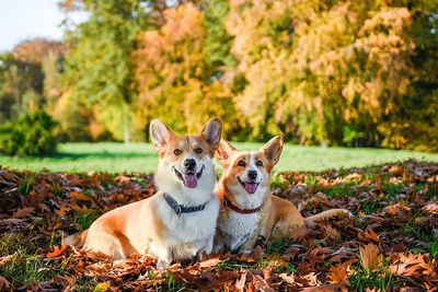 Portrait of dog on field