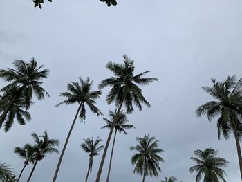 Low angle view of coconut palm trees against sky