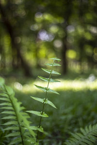 Close-up of fresh green plant in sunlight