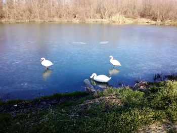 High angle view of swans on lake