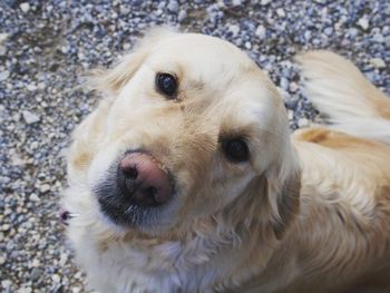 Portrait of a dog