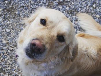 Directly above portrait shot of dog