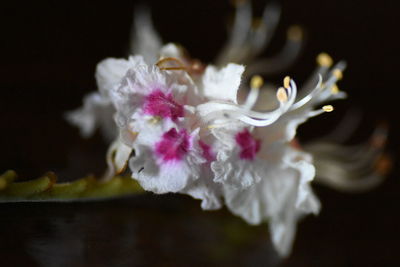 Close-up of pink flower