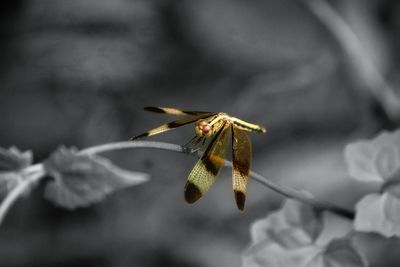 Close-up of insect on leaf