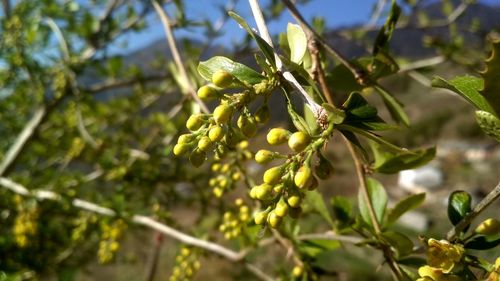 Close-up of fruit growing on tree