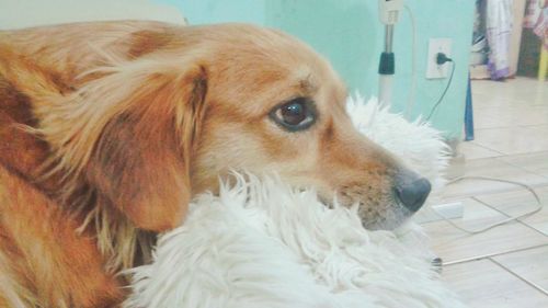 Dog looking at camera