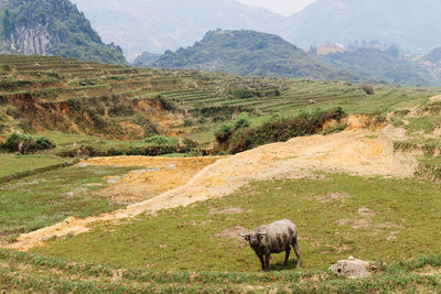 Buffalo on the rice field. vietnamese village, domestic animals on rice puddle terrace