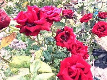 Close-up of red roses