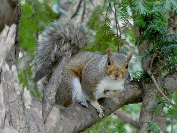 Squirrel on tree