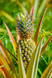 Close-up of corn growing on field