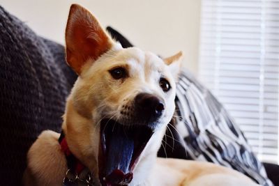 Close-up portrait of dog at home
