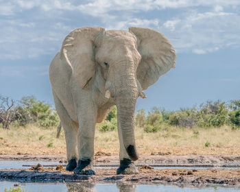 Close-up of elephant standing on land against the sky