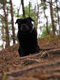 Black dog in a forest