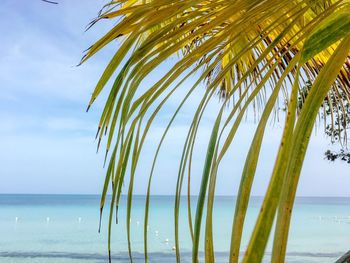 Palm tree by sea against sky