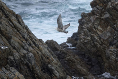 Birds flying over sea shore