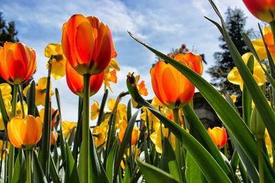 Close-up of orange tulips in farm against sky