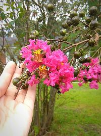 Close-up of pink flowers