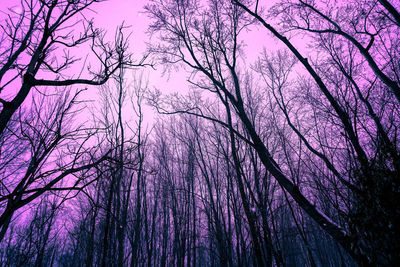 Low angle view of bare trees against sky