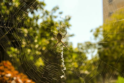 Close-up of spider web