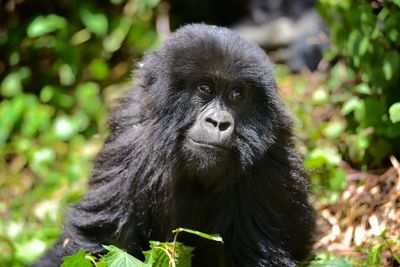 Close-up of monkey looking away