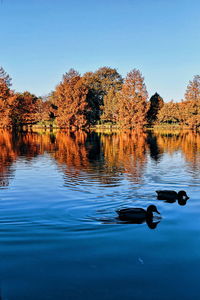 Ducks in the lake in the park. autumn.