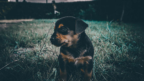 Dog sitting in field