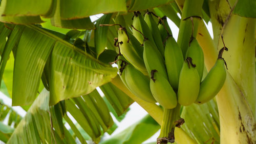Close-up of banana tree