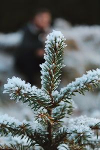 Close-up of frozen plant