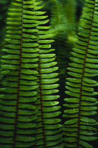 Full frame shot of green leaves