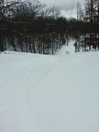 Trees on snow covered landscape