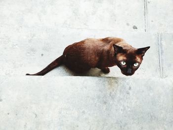 Portrait of black cat relaxing against wall