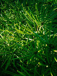 Full frame shot of bamboo plants