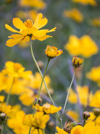 Close-up of yellow flowering plant