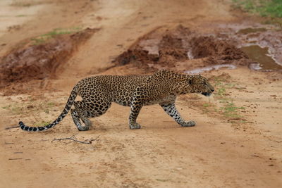 Wildlife photography in sri lanka