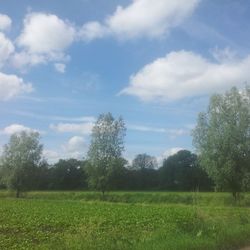 Scenic view of grassy field against sky