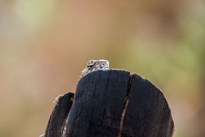 Close-up of lizard head on wooden log