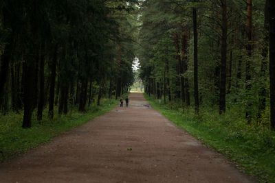 Dirt road amidst trees in forest