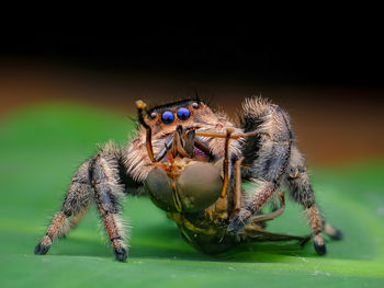 Close-up of spider on leaf