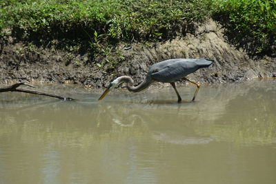 High angle view of gray heron in lake