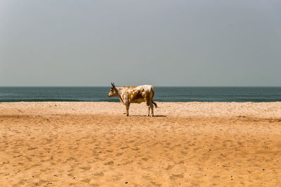 Bull on the beach in the town of bijilo in western gambia in africa