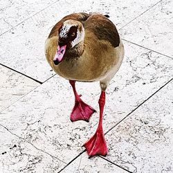 High angle view of bird on a footpath